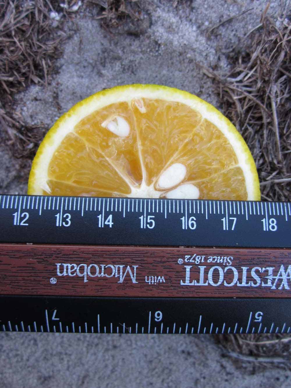            Fruit cross-section (Winter Haven, FL)   